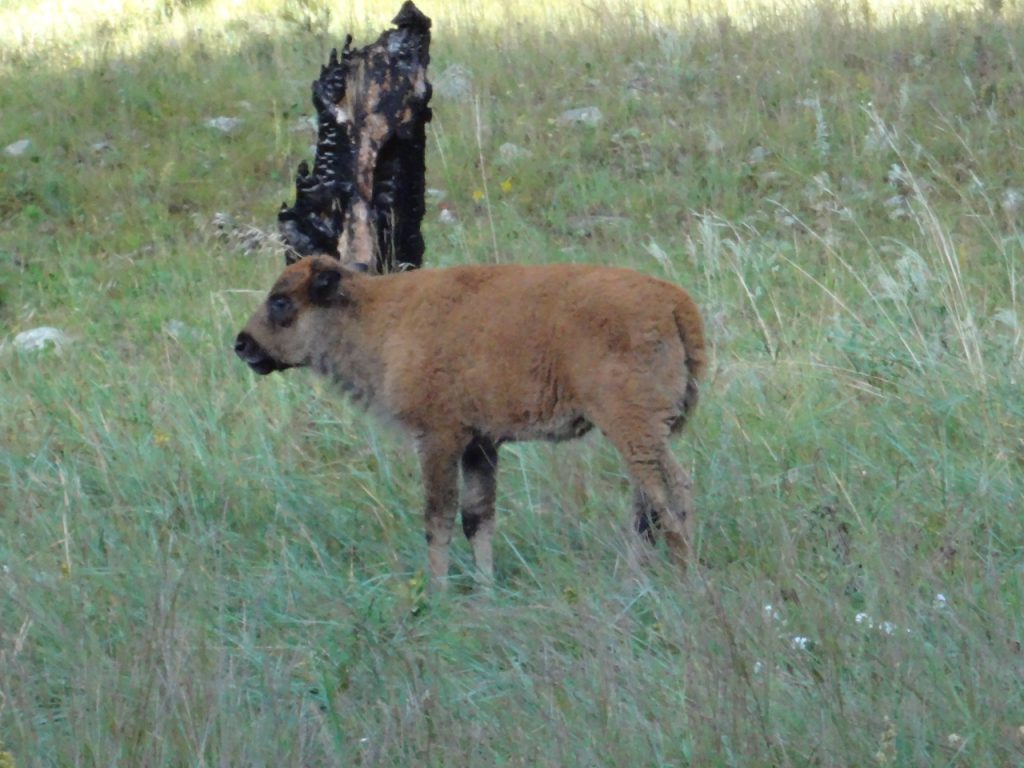 Bison Calf