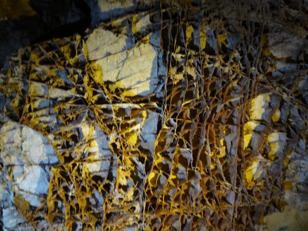 Boxwood in Wind Cave