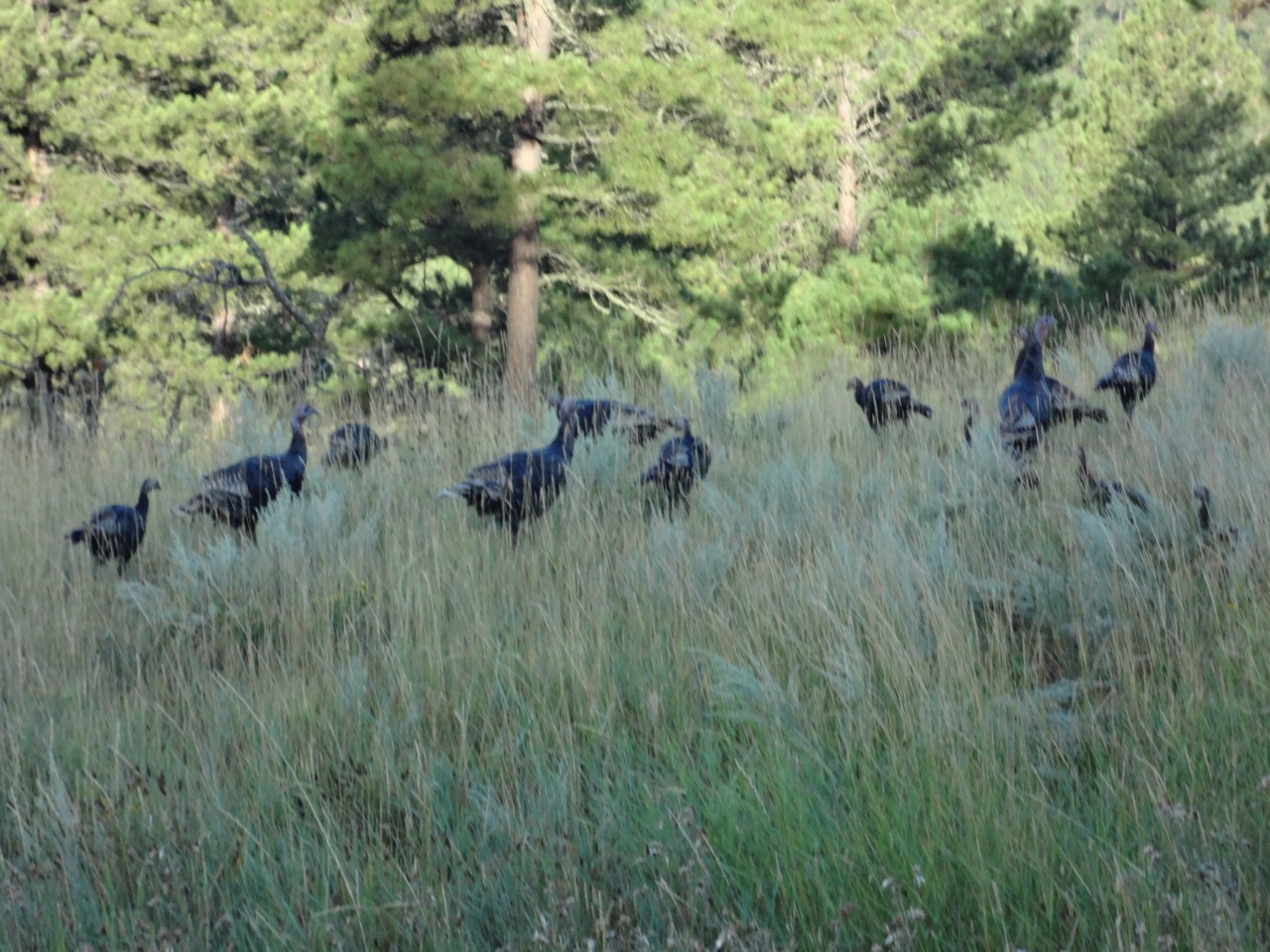 Day 5 – Jenn, Chris each struck by car. Their own car.